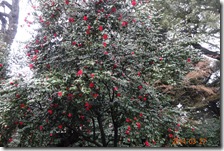 DSC08075
