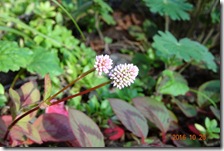 DSC07069