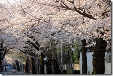 DSC05045 (2)