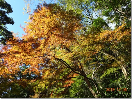 DSC08575 (2)