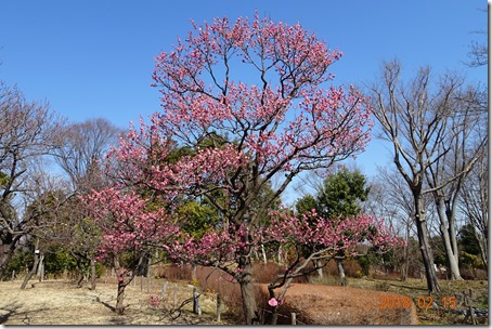 DSC04446 (2)