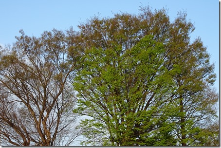 DSC05192 (2)